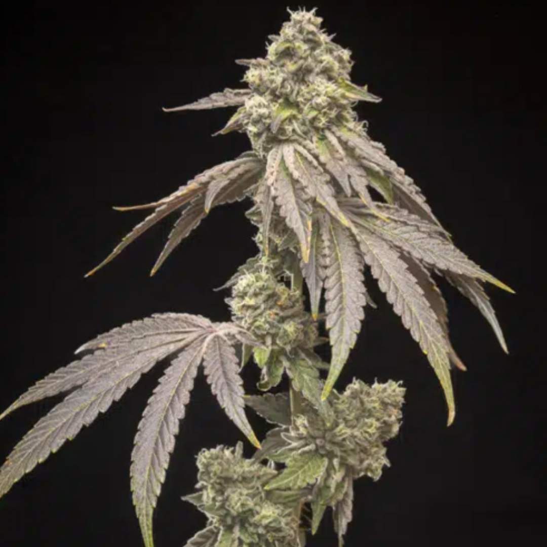 Tropical Kush Fuel von World Breeders mit dichter, harziger Cannabisblüte und kräftigen Zuckerblättern.