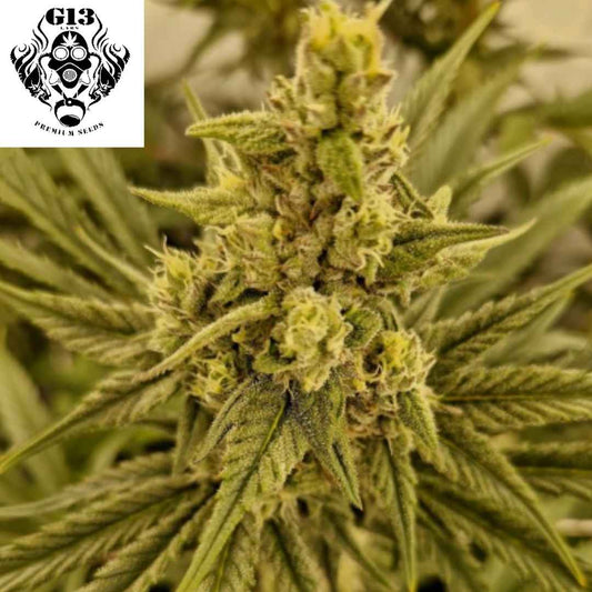 Tropical Punch Cannabisblüte mit dichten harzigen Buds und hellgrünen Blättern in der Blütephase