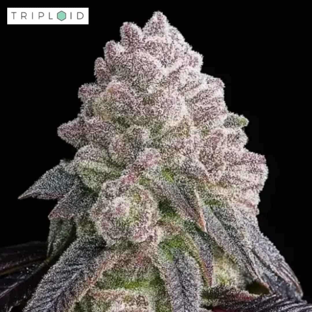 Tropical Sherbberry Blüte von Triploid Genetics mit dichter Harzschicht und violetten Nuancen