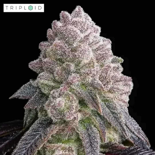 Tropical Sherbberry Blüte von Triploid Genetics mit dichter Harzschicht und violetten Nuancen