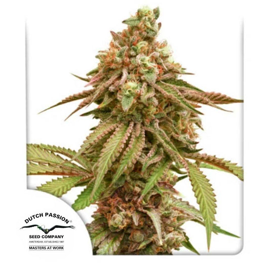 Tropical Tangie Bud mit dichten orange-grünen Blüten und harzigen Trichomen