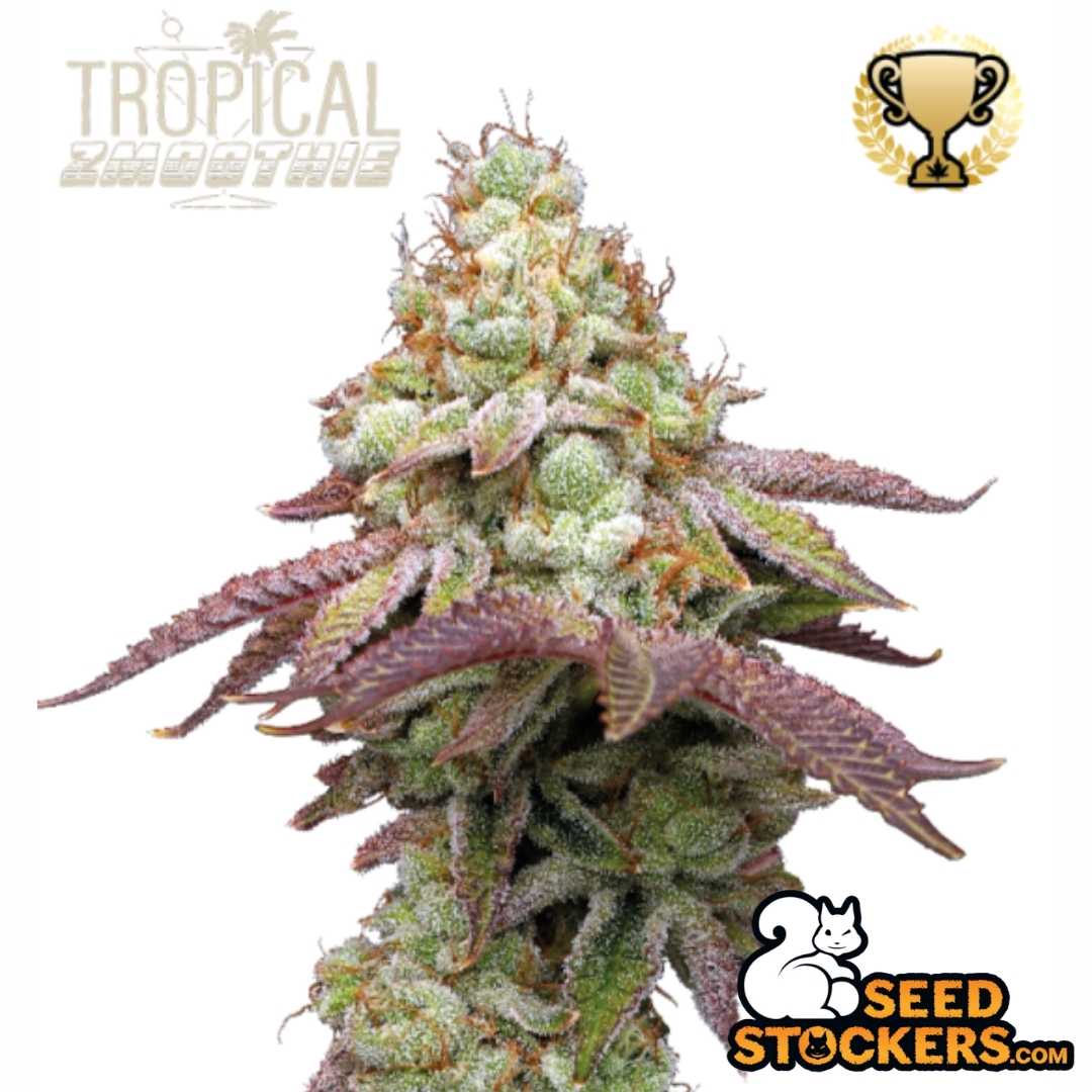 Tropical Zmoothie Cannabisblüte mit dichten Buds, violetten Zuckerblättern und starkem Trichombesatz