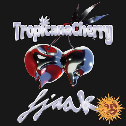 Tropicana Cherry Pflanze mit dichten lila Blüten und kristallbedeckten Knospen in voller Blüte.