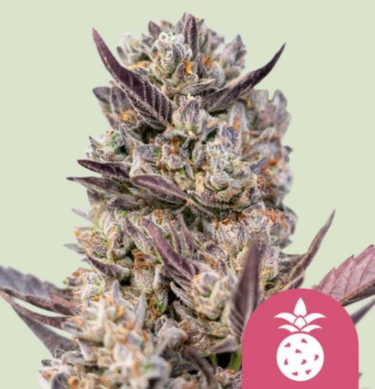 Harzige Tropicana Cookies Purple Blüte mit lila Zuckerblättern und orangen Stempeln auf hellem Hintergrund