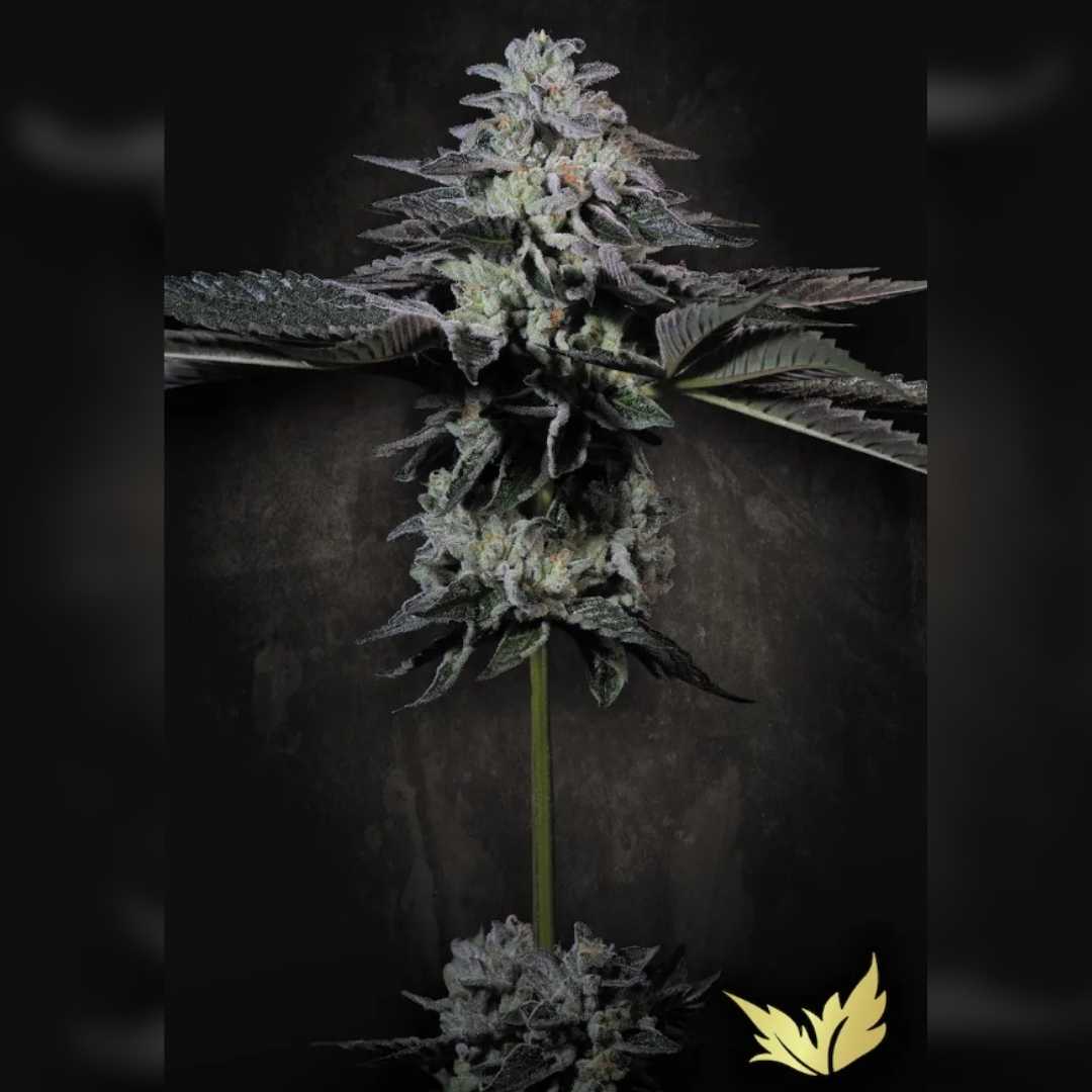 Dicht bewachsene Tropicana Crush Blüte mit frostigen Trichomen und dunklen Blättern