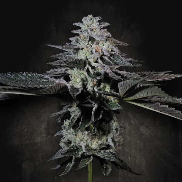 Tropicana Crush (Paradise Seeds) Feminisiert