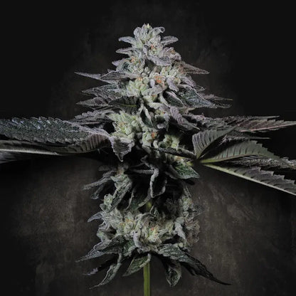 Tropicana Crush (Paradise Seeds) Feminisiert