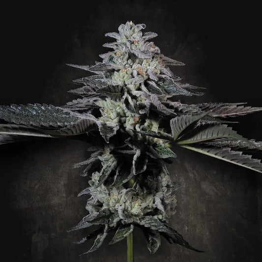 Tropicana Crush (Paradise Seeds) Feminisiert