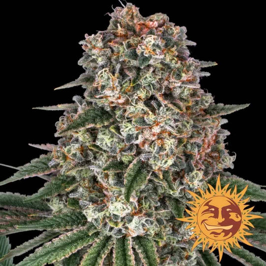 Harzige Tropicanna Banana Blüte mit dichten Buds, orangefarbenen Härchen und frostiger Trichomschicht