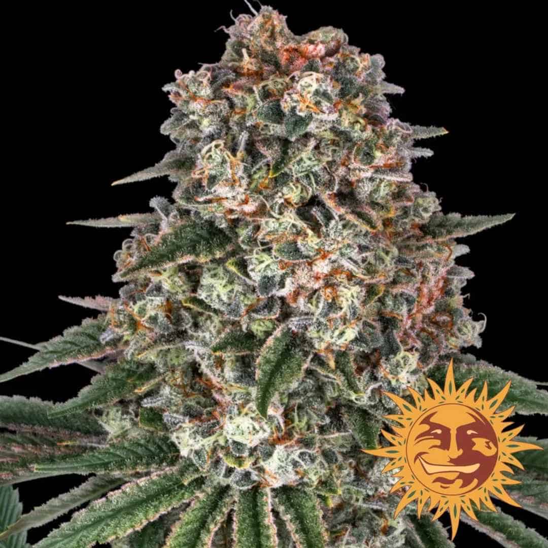 Tropicanna Banana (Barney's Farm) Feminisiert