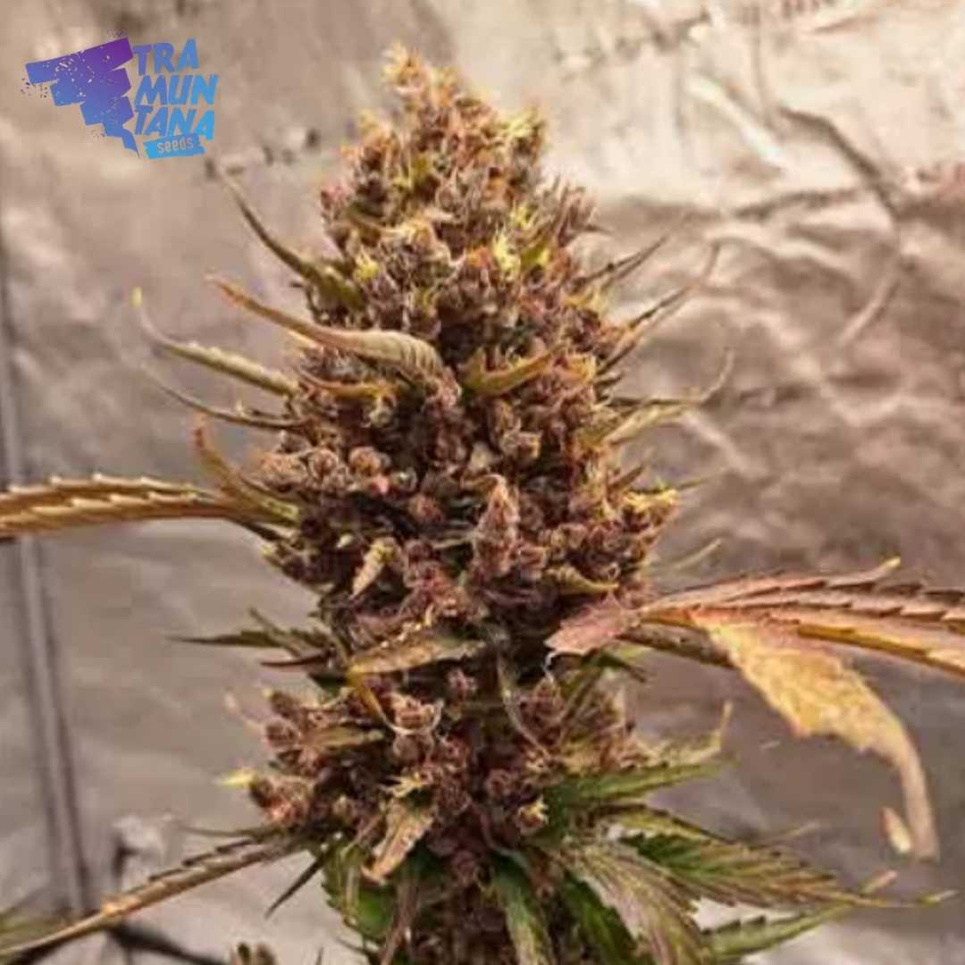 Tropicanna Cookies Blüte von Tramuntana Seeds mit violetten Blättern und orangefarbenen Stempeln