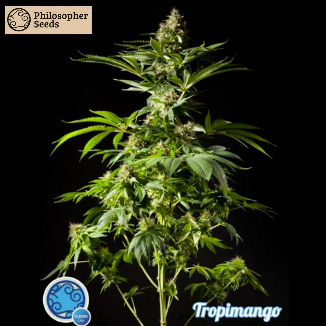 Tropimango Cannabispflanze mit zentralem Haupttrieb, dichten Blüten und schmalen grünen Blättern