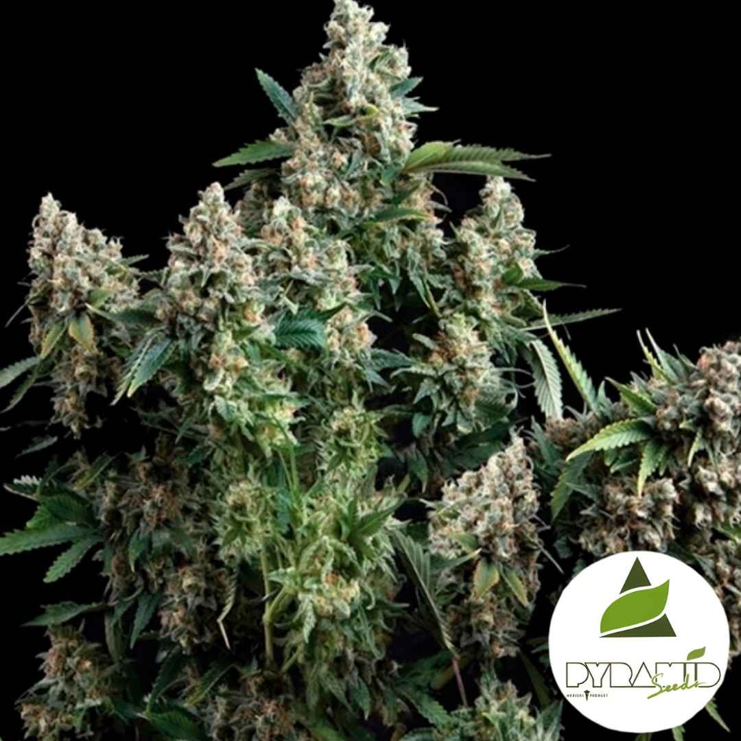 Tutankhamun Blüte mit dichten, harzigen Buds und kräftigen grünen Blättern in voller Reife.