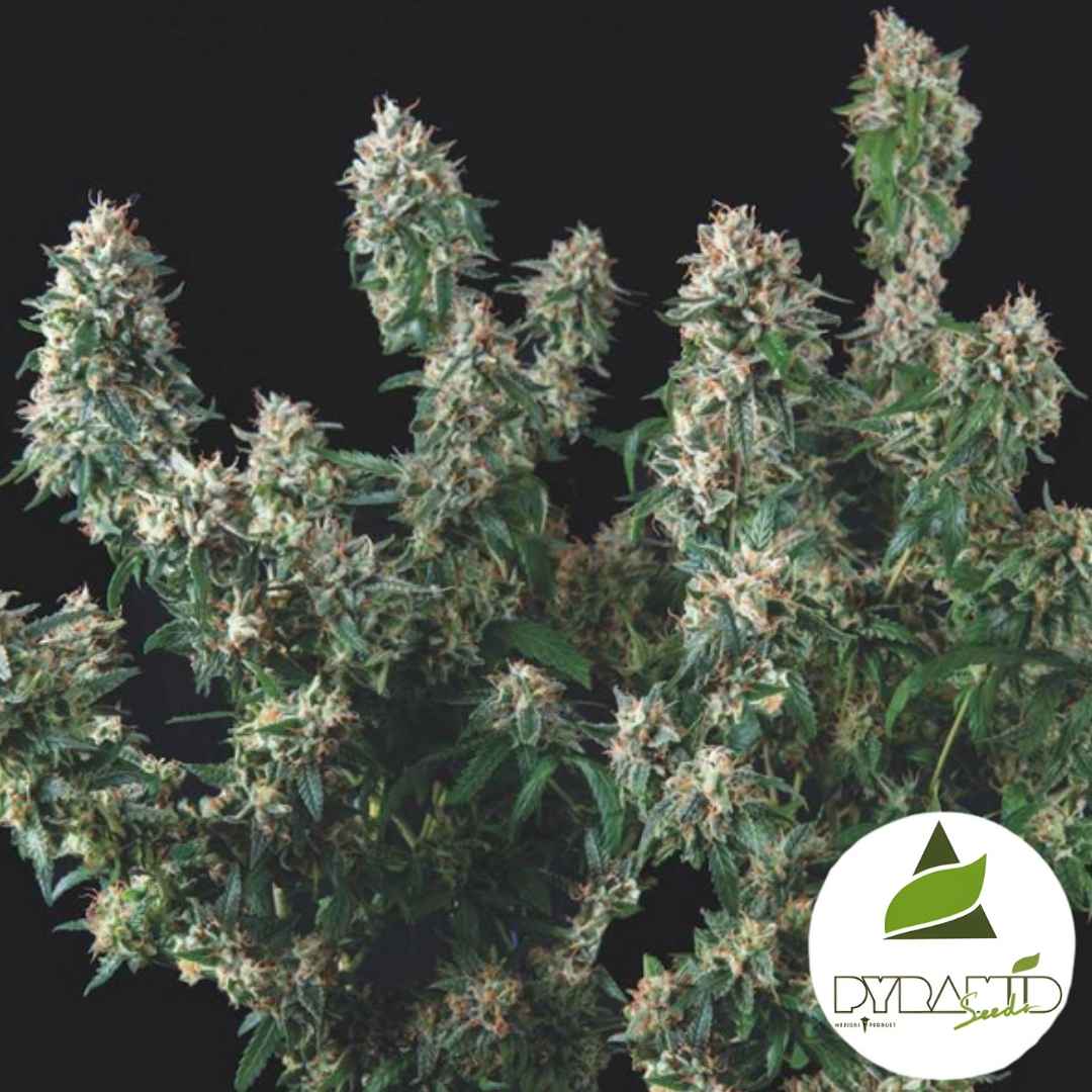 Harzige Blütenstände der Sorte Tutankhamun x Cookies USA mit dichten, kristallbedeckten Buds und dunkelgrünen Blättern