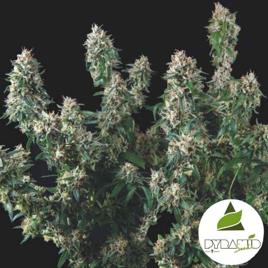 Harzige Blütenstände der Sorte Tutankhamun x Cookies USA mit dichten, kristallbedeckten Buds und dunkelgrünen Blättern