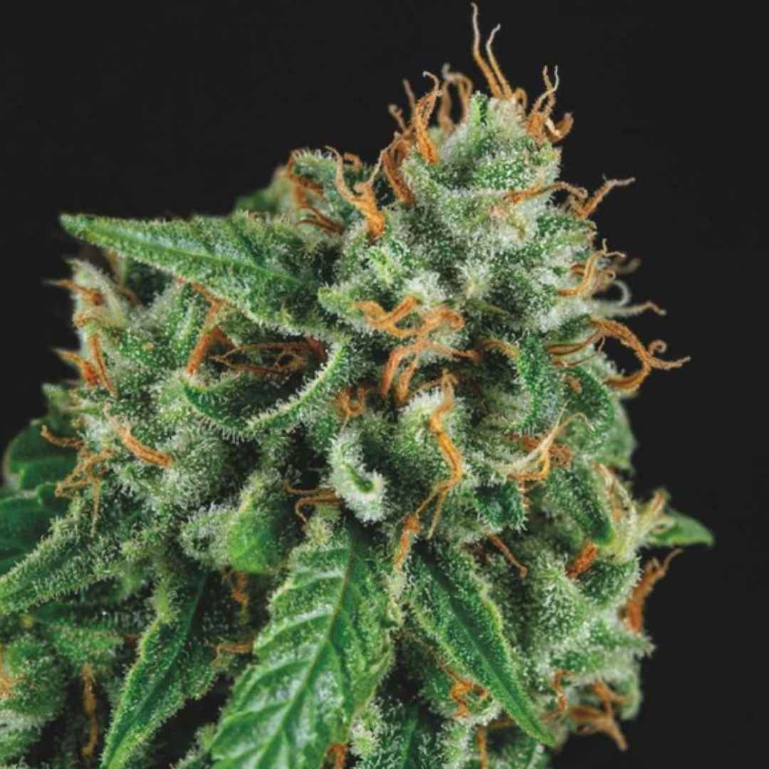 Harzige Blüte mit orangefarbenen Fäden und dichten Trichomen der Sorte Tutankhamun x Gorilla Glue