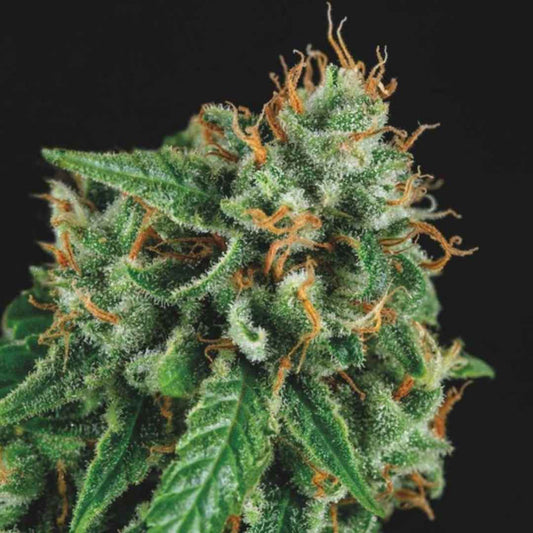 Harzige Blüte mit orangefarbenen Fäden und dichten Trichomen der Sorte Tutankhamun x Gorilla Glue