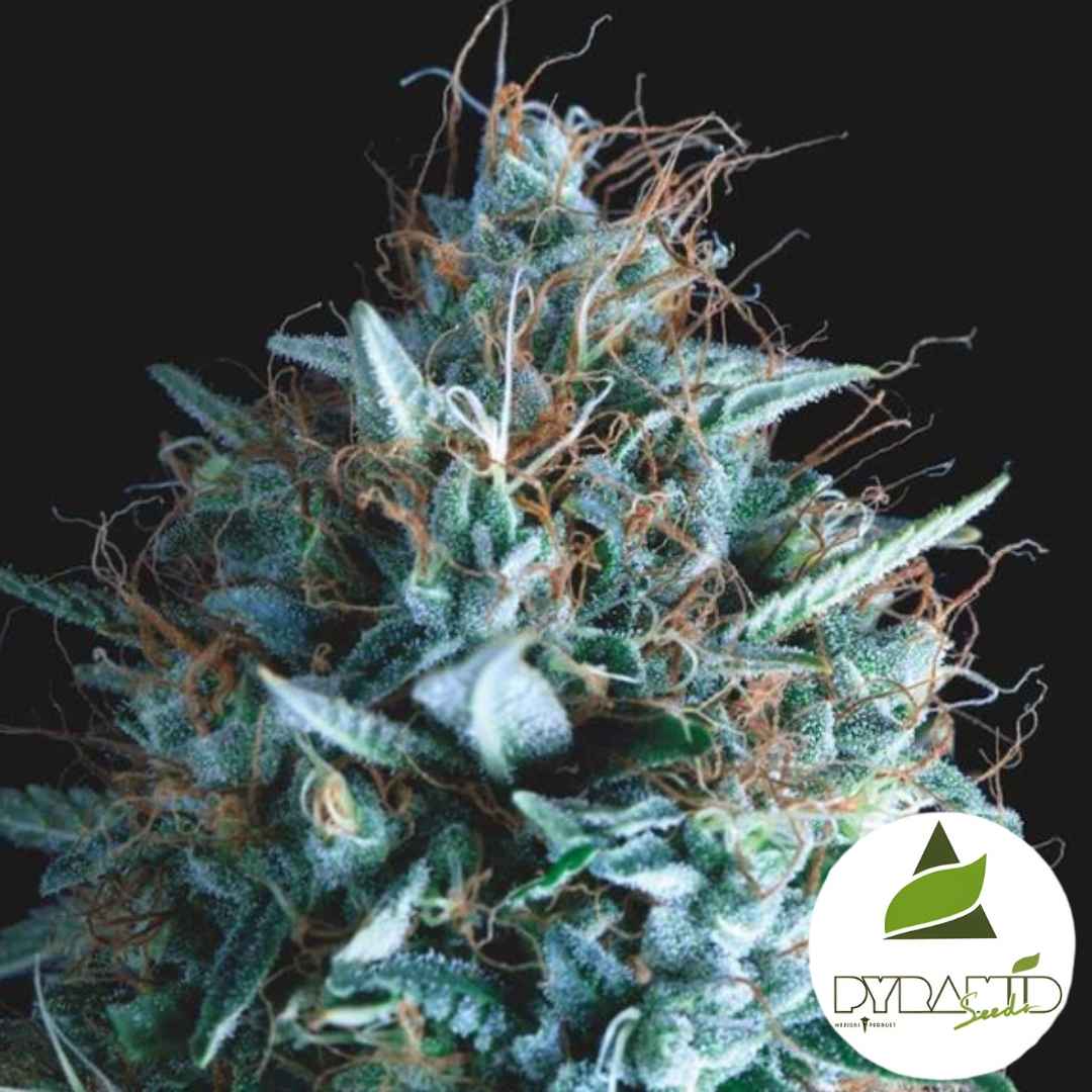 Harzige Blüte mit orangefarbenen Fäden und dichten Trichomen der Sorte Tutankhamun x Runtz