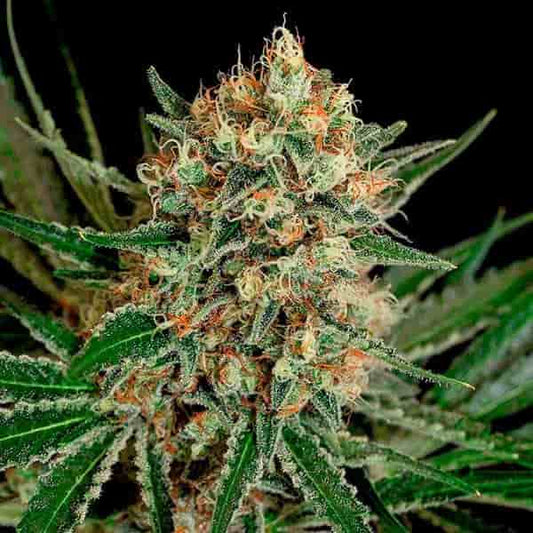 Txerri Bilbo Haze-Cannabisknospen mit dichter Trichombedeckung und orangefarbenen Stempeln, die gesunde grüne Blätter zeigen.