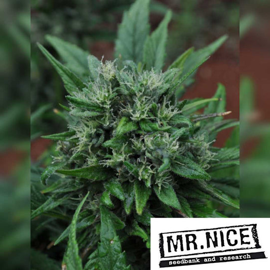 U2 Cannabisknospe mit dichten grünen Blättern und harzigen Trichomen