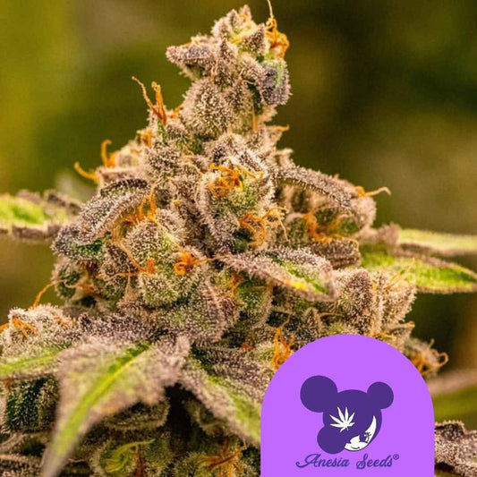 UMME Cannabisblüte mit dichten Trichomen, violetten Akzenten und orangefarbenen Blütenhärchen