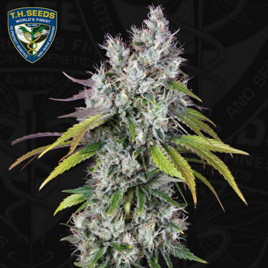 Underdawg OG mit dichter, stark bereifter Hauptblüte und grünen bis violetten Zuckerblättern.