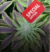 Cannabis-Pflanzen im Anbau mit einer roten "SPECIAL OFFER"-Markierung für eine Verkaufsaktion.