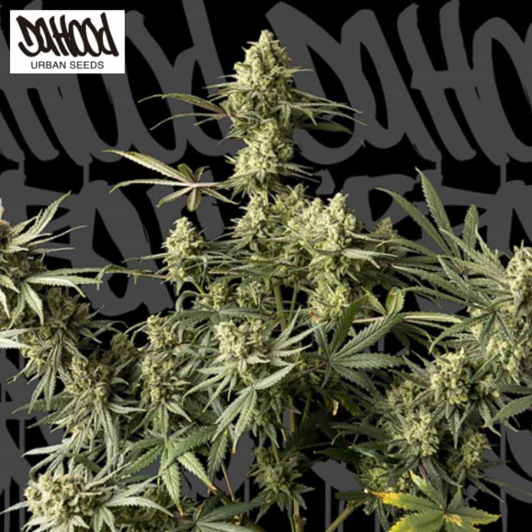 Urban Cheese Cannabispflanze mit dichten, harzigen Blüten und schmalen grünen Blättern