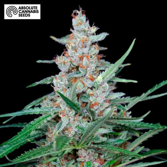 Utopia Cannabisblüte mit harzigen Kelchen, orangefarbenen Härchen und grünen Zuckerblättern