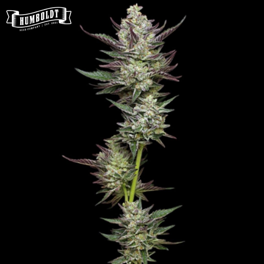 Vanilla Creme Pie Blüte mit dichten Buds, Harzschicht und violett-grünen Zuckerblättern