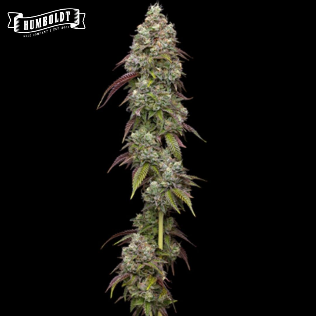 Vanilla Frosting Cannabisblüte mit dichten, harzigen Buds und violetten Zuckerblättern