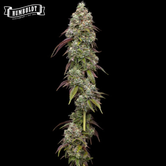 Vanilla Frosting Cannabisblüte mit dichten, harzigen Buds und violetten Zuckerblättern