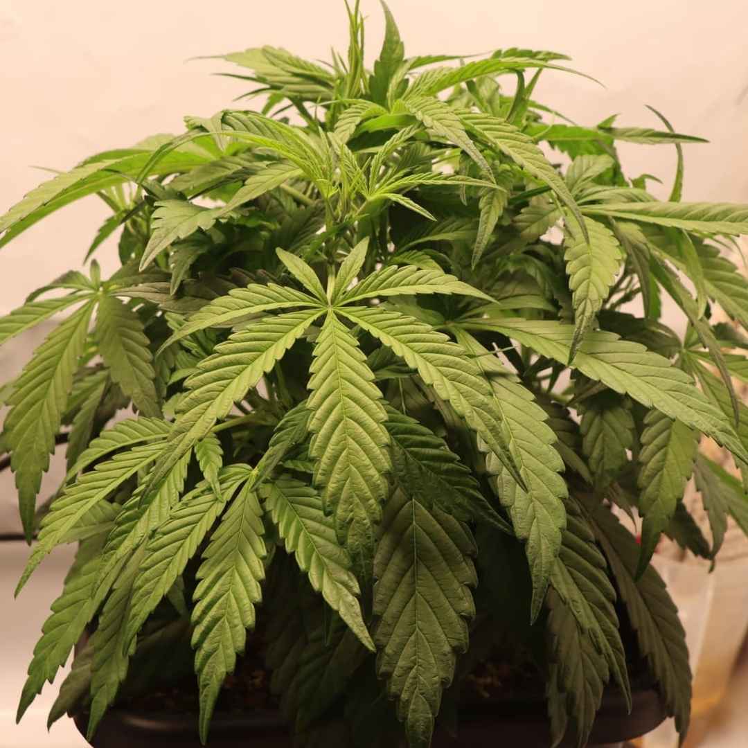 üppige grüne Cannabis-Pflanze in der vegetativen Wachstumsphase unter weißem Indoor-Licht.
