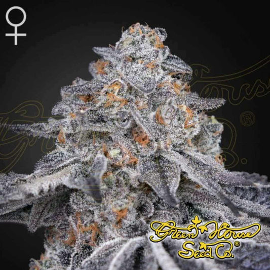 Velvet Moon Blüte mit dichter Struktur, starkem Harzbesatz, violetten Tönen und orangefarbenen Blütenstempeln