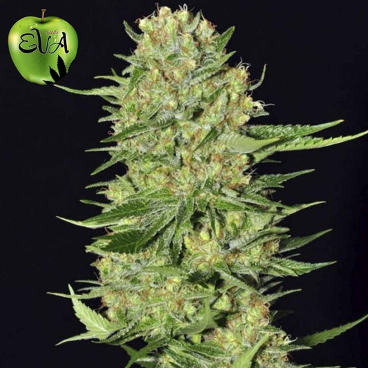 Veneno Cannabissorte mit dichter, harziger Blüte und hellgrünen Buds mit orangefarbenen Härchen