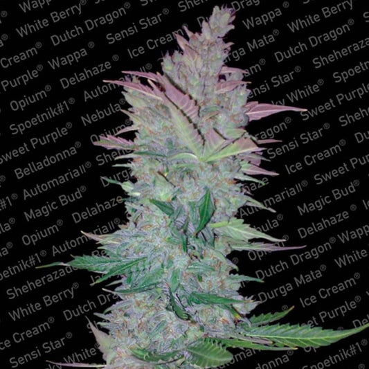 Kompakte Cannabisblüte der Sorte Vertigo mit dichten, harzigen Buds und violett-grünen Blättern auf schwarzem Strain-Hintergrund.