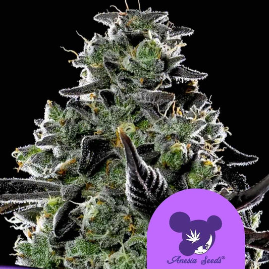 Violet Face Auto Blüte mit dichten Harztrichomen und dunklen, violett gefärbten Zuckerblättern.