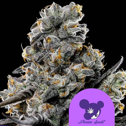 Violet Face Cannabisblüte mit dichten Harztrichomen und violett-grünen Blättern, durchzogen von orangen Blütenfäden.