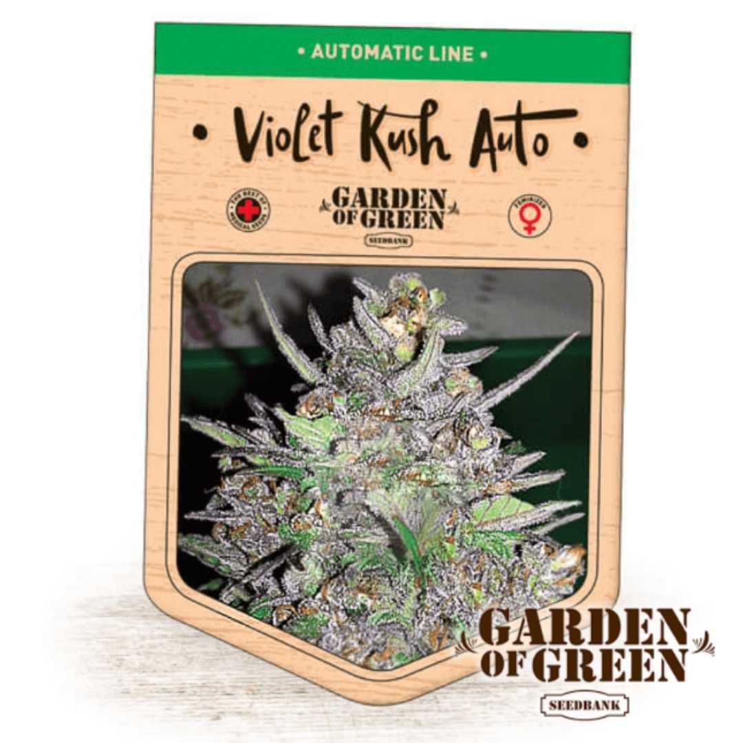 Auto Violet Kush Blüte mit dichten, violett funkelnden Trichomen und harzreichen Buds von Garden of Green