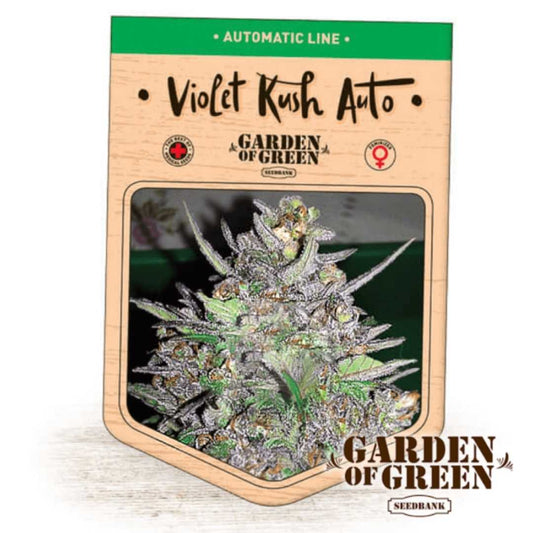 Auto Violet Kush Blüte mit dichten, violett funkelnden Trichomen und harzreichen Buds von Garden of Green