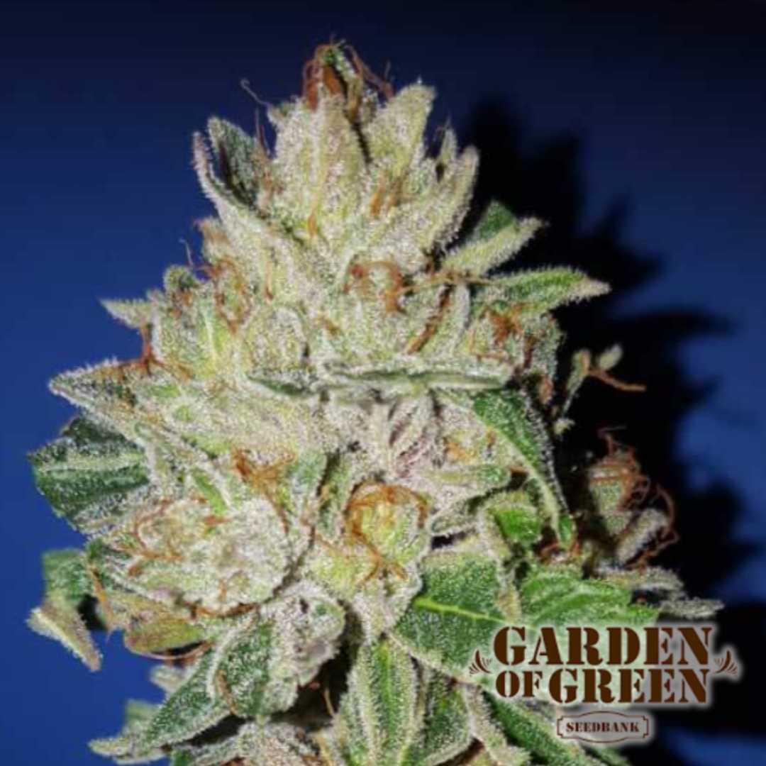 Harzige Amnesia Lemon Pie Blüte mit dichten Buds und zitronigen Sativa-Strukturen