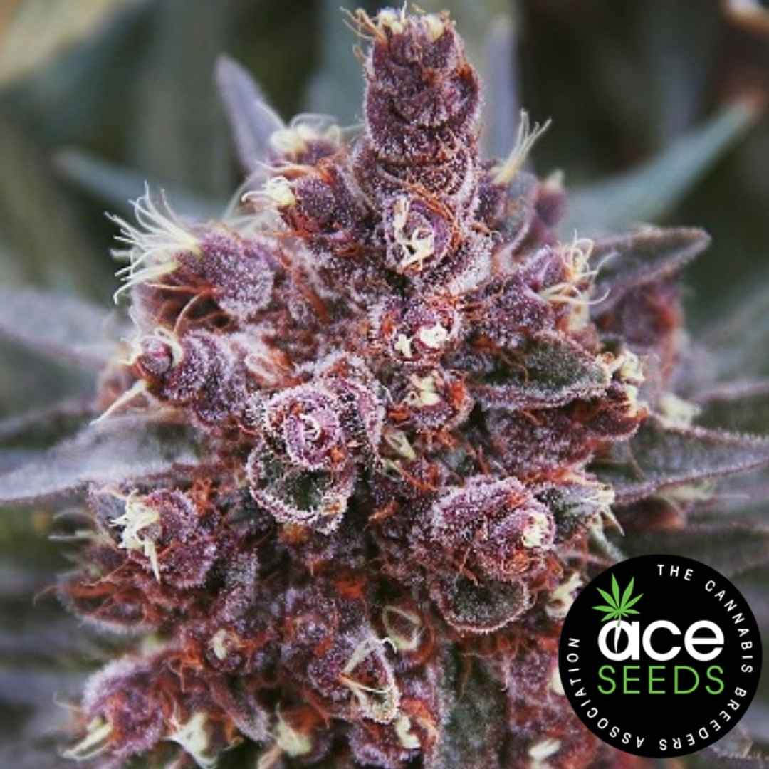 Violeta Bud mit dichten violetten Blüten, Harzschicht und feinen Pistillen