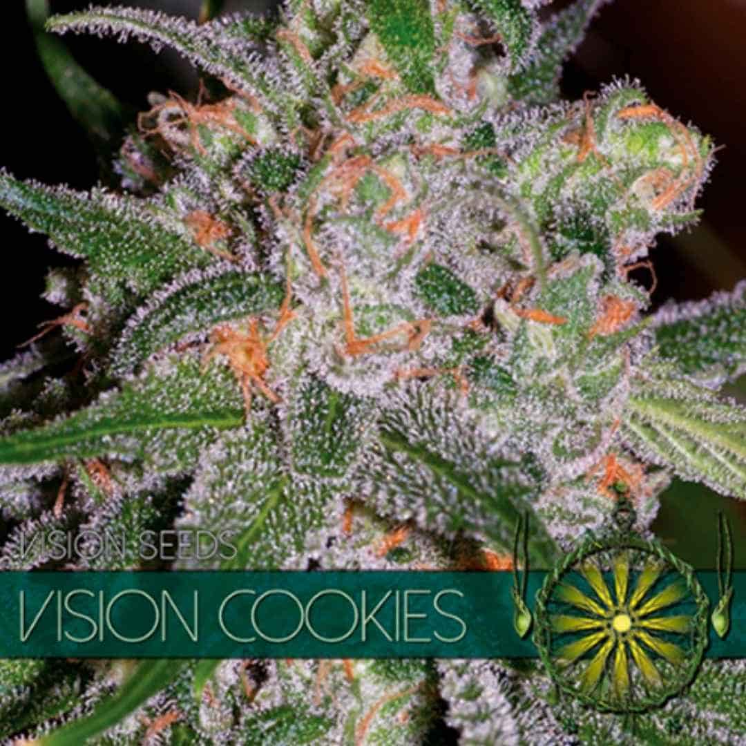 Vision Cookies von Vision Seeds mit dichter harziger Cannabisblüte und sichtbaren Trichomen.