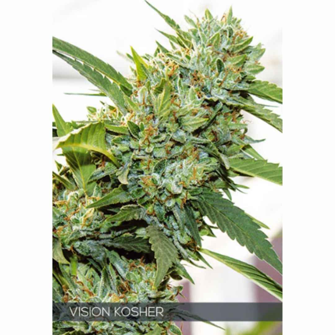 Vision Kosher von Vision Seeds mit kompakter, harziger Cannabisblüte und kräftigen grünen Zuckerblättern.