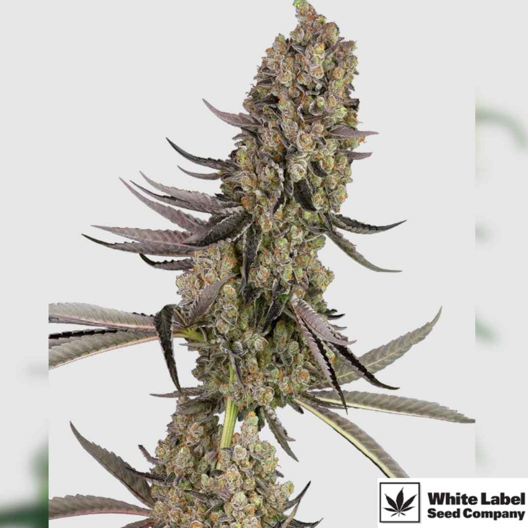 Vlad the Inhaler mit dichter, harziger Hauptblüte und violett gefärbten Zuckerblättern