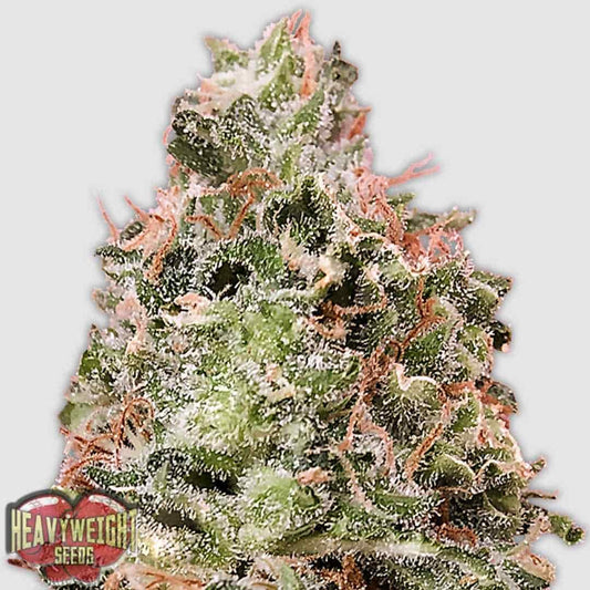 Waist Deep Auto mit dichtem, harzreichem Bud und orangefarbenen Blütenfäden