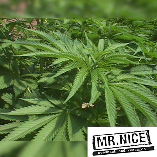 Walkabout Cannabispflanze mit großen, gezackten Blättern in kräftigem Grün