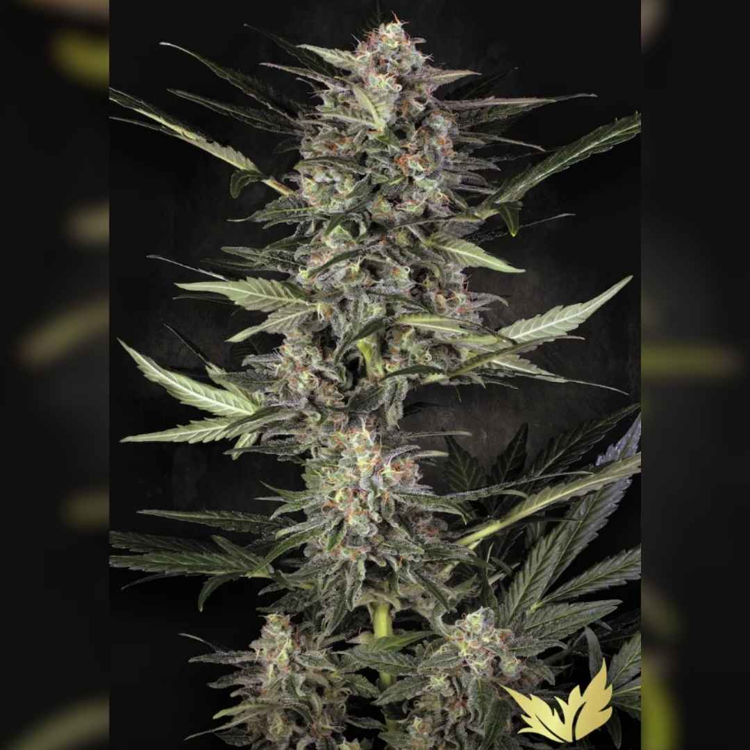 Dichte, harzige Blüten der Wappa Auto Pflanze mit orangefarbenen Härchen und kristallartigem Trichombelag.