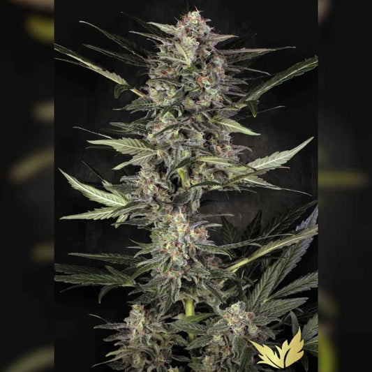 Dichte, harzige Blüten der Wappa Auto Pflanze mit orangefarbenen Härchen und kristallartigem Trichombelag.