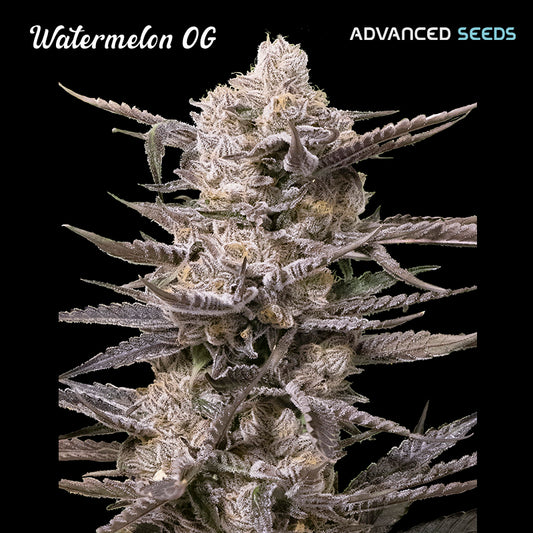 Kompakter Watermelon OG Bud mit dichten, harzüberzogenen Blüten und lilafarbenen Zuckerblättern auf schwarzem Hintergrund.